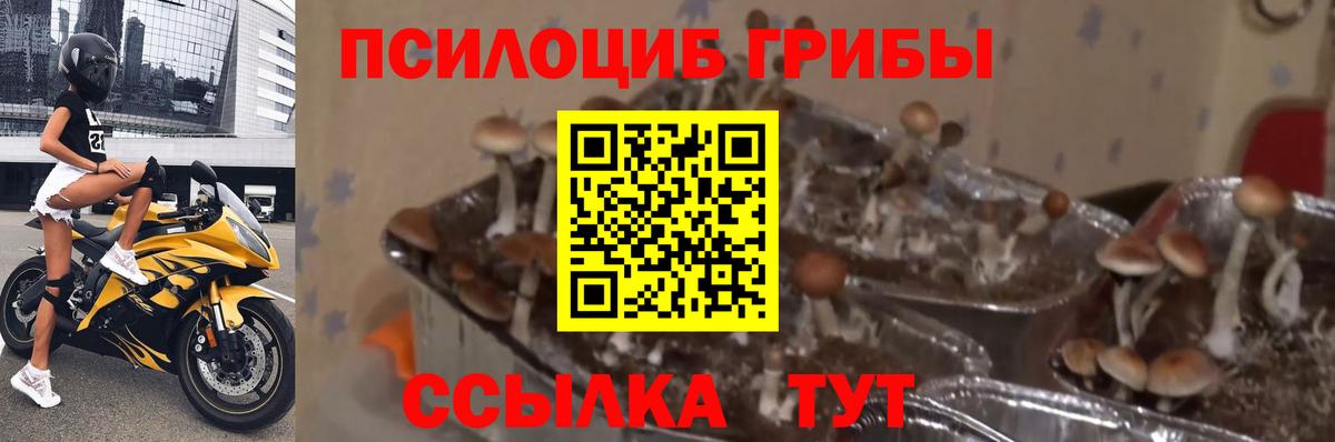 Псилоцибиновые грибы Psilocybe Коркино